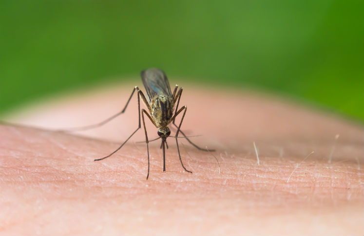 México, el primer país con vacuna contra el dengue