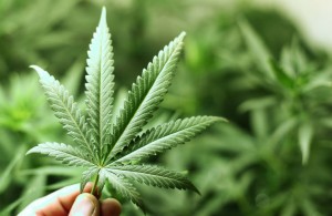 En 2016 se debatirá el uso de la mariguana