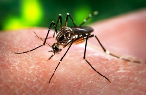 La Ciudad de México esta libre del virus del zika