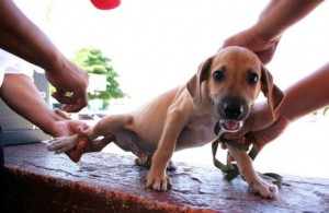 Las personas tendrán derecho de acudir al primer Hospital Veterinaria