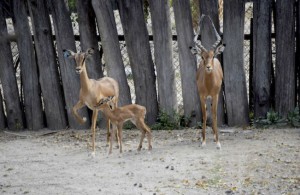 Las personas pueden ayudar a elegir el nombre de los nuevos inquilinos de Chapultepec