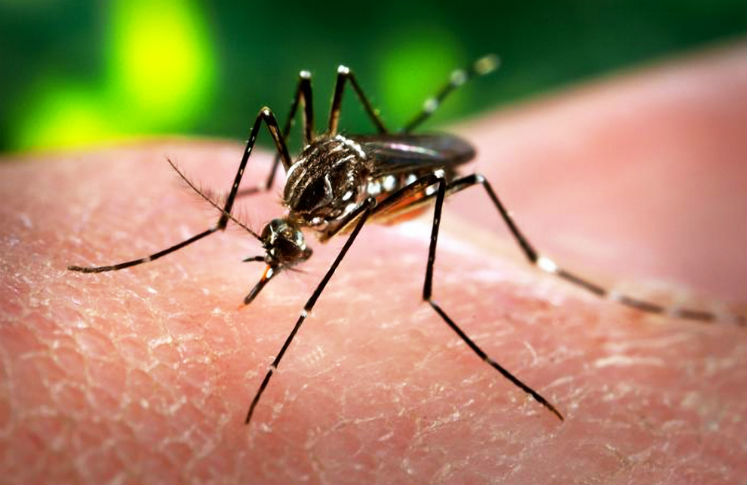 La OMS declaró al virus zika una emergencia sanitaria global.