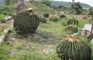 Jardín botánico Ollintepetl