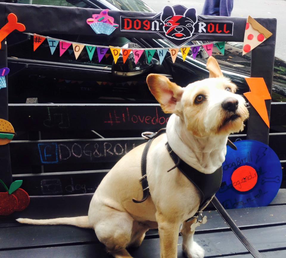 Dog n' Roll cumpleaños de perros