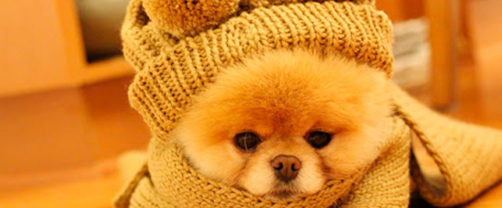 Protege a tus mascotas del frio