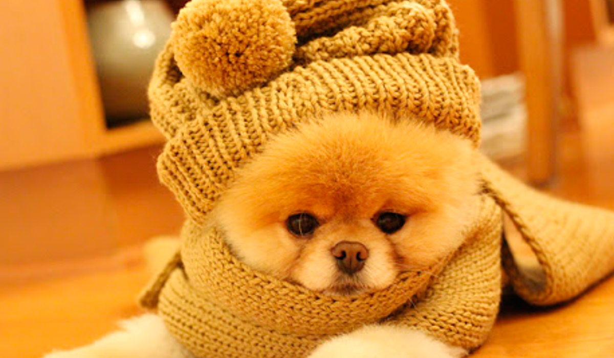 Protege a tus mascotas del frio