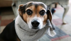 protege a las mascotas del frío