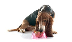 Comida dañina para las mascotas