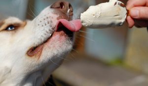 Helados para mascotas