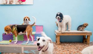 pets imaginarium para mascotas en cdmx