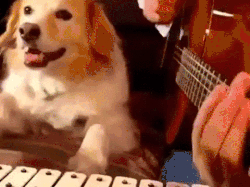 Música clásica para perros