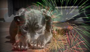 Protege a tus mascotas de los fuegos artificiales