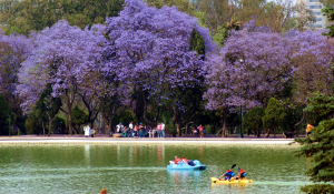 jacarandas