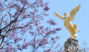 jacarandas invaden la ciudad de méxico