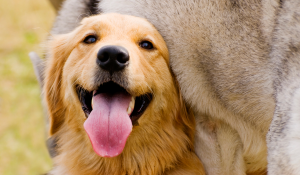 golden-retriever-mexico